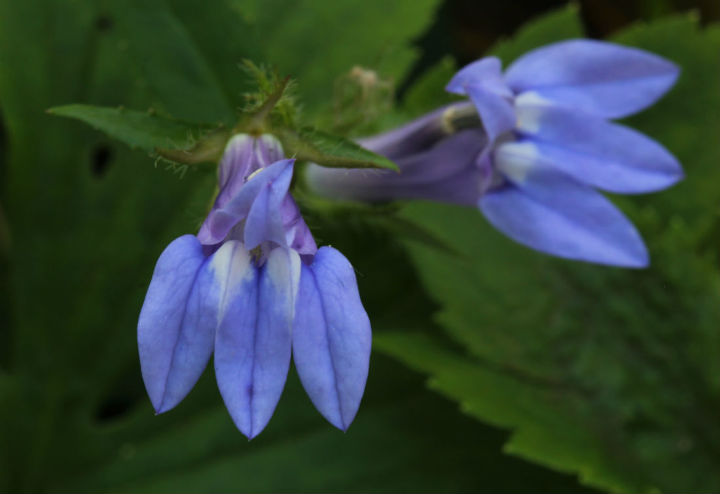 Blue Lobelia